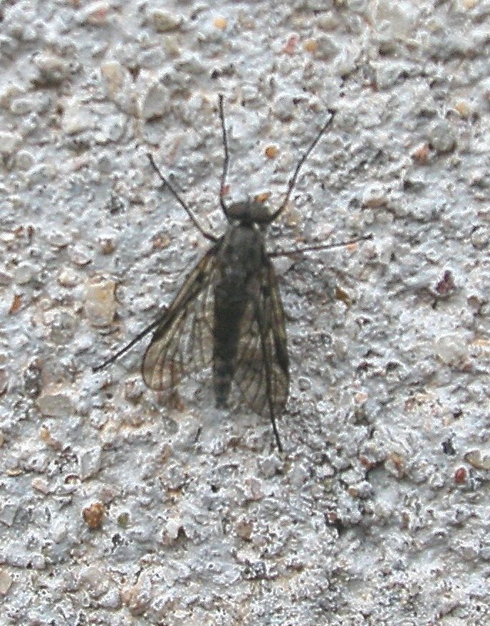 Rhagionidae.